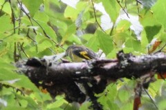 Pericrocotus ethologus