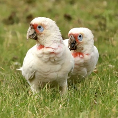 Cacatua tenuirostris
