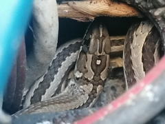 Psammophis crucifer