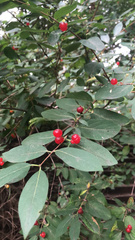 Magnoliopsida