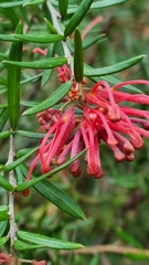 Grevillea