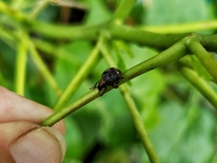 Pseudocneorhinus bifasciatus