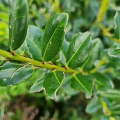 Metrosideros excelsa