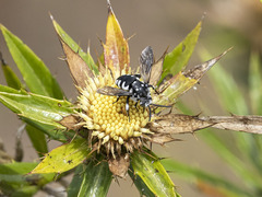 Thyreus histrionicus