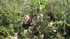 Erica quadrangularis
