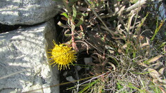 Leucospermum prostratum