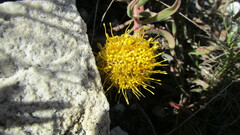 Leucospermum prostratum