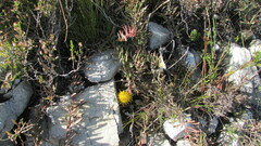 Leucospermum prostratum