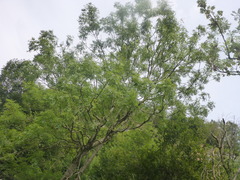 Salix caprea