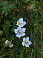 Parnassia palustris
