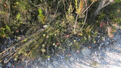 Leucospermum prostratum