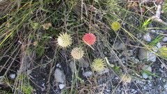 Leucospermum prostratum