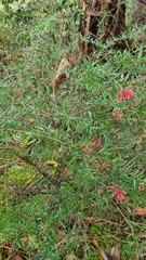 Grevillea