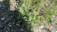 Lampranthus