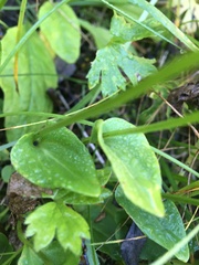 Parnassia palustris