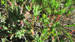 Lampranthus