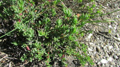 Lampranthus