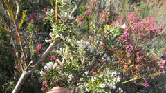 Amphithalea speciosa