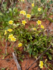 Goodenia pusilliflora