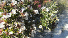 Amphithalea speciosa