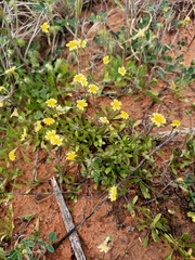 Goodenia pusilliflora