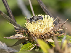 Megachile canariensis