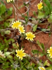 Goodenia pusilliflora