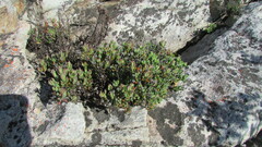 Lampranthus glomeratus