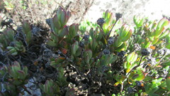 Lampranthus glomeratus