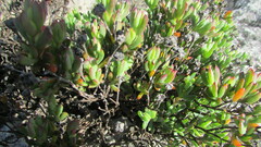 Lampranthus glomeratus