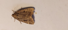 Amphipyra pyramidea