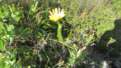 Euryops