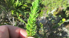 Euryops
