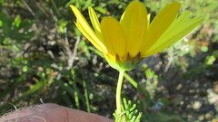 Euryops
