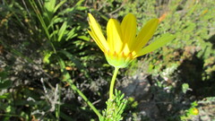 Euryops