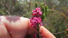 Erica corifolia