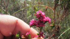 Erica corifolia