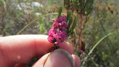 Erica corifolia