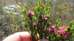Erica corifolia