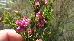 Erica corifolia