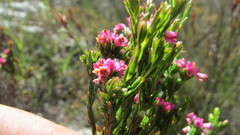 Erica corifolia