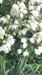 Yucca filamentosa