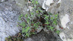 Crassula biplanata