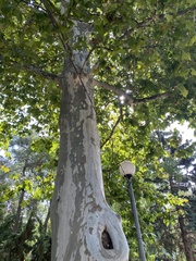 Platanus