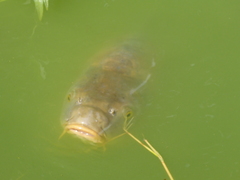 Cyprinus carpio carpio