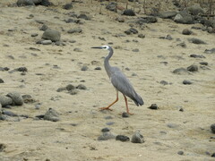 Egretta novaehollandiae