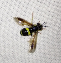 Chrysotoxum bicinctum