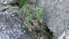 Crassula biplanata