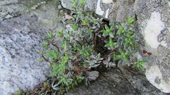 Crassula biplanata