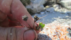 Lampranthus glomeratus